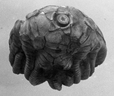 https://files.geocollections.info/large/1a/d6/1ad60156-5580-4942-a2a2-941a2b5f7fd7.jpg