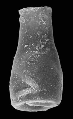 <i><i>Chitinozoa</i> | Conochitina cf. leviscapulae Mullins et Loydell, 2001</i><br />Kaugatuma 509 borehole, 243.10 m, Adavere Stage (427-18)