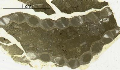 https://files.geocollections.info/large/1a/fb/1afbbaf0-82bd-4973-8627-e244fbedb238.jpg