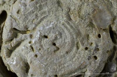 <i>Osprioneides kampto Beuck et Wisshak, 2008</i><br />Alliku ditches, Harjumaa,  m, Jõhvi Substage