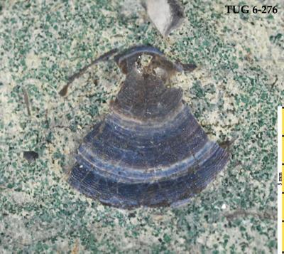 https://files.geocollections.info/large/1b/43/1b437904-1f20-48a4-aa35-52cd10e4c9a5.jpg