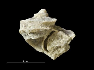 https://files.geocollections.info/large/1b/4b/1b4b1f22-cded-4ea8-9e81-0e20ee66669d.jpg