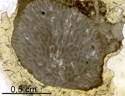 https://files.geocollections.info/large/1b/60/1b60c58c-aa6d-44f4-9d49-cd2d18dc0afe.jpg