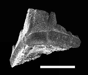 https://files.geocollections.info/large/1b/67/1b671039-0a18-4c30-87a4-7c5a83f3bdd1.jpg