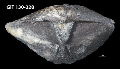 https://files.geocollections.info/large/1b/69/1b692c3c-1347-4dde-b5b1-6cb533f386b5.jpg
