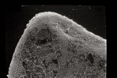 <i><i>Conochitina</i> | Conochitina sp. sp.</i><br />Ikla borehole, 504.20 m, Juuru Stage (754-143)
