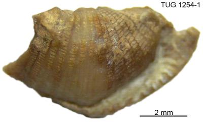 https://files.geocollections.info/large/1b/9a/1b9a5995-5ba7-44b6-9889-e095b68a0af0.jpg