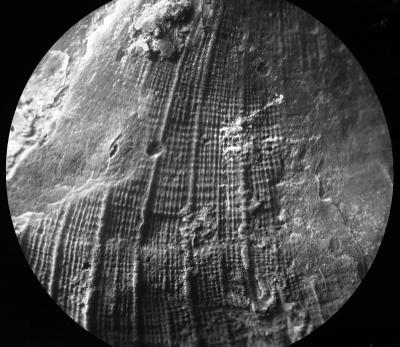 https://files.geocollections.info/large/1b/a0/1ba0a8cb-0d34-4648-95e5-1f29cdb6e2b9.jpg