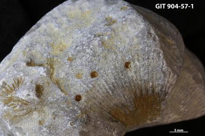 <i></i><br />Kõinastu islet,  m, Adavere Stage