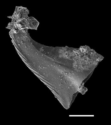 https://files.geocollections.info/large/1b/c4/1bc4408f-42e6-431c-bdf1-9dfdb5b0fd34.jpg