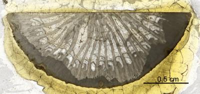 https://files.geocollections.info/large/1b/c4/1bc44a65-1209-439c-8bd3-4f8d4b19e4b7.jpg