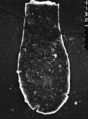 <i><i>Chitinozoa</i></i><br />Akmene 71 borehole,  m,  (1526-42)