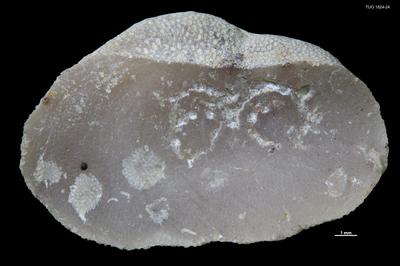 https://files.geocollections.info/large/1b/ca/1bcadfaa-b44d-4a08-86c8-3292a127a15c.jpg