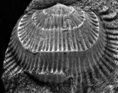 https://files.geocollections.info/large/1b/cc/1bcc1280-2703-43bb-b3cf-472a8ffac2af.jpg