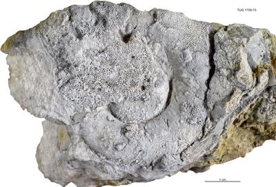 https://files.geocollections.info/large/1c/12/1c12007c-aad5-4089-8ea4-85b98bca1285.jpg