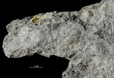 <i>Trypanites isp.</i><br />Vasalemma quarry,  m, Keila Stage