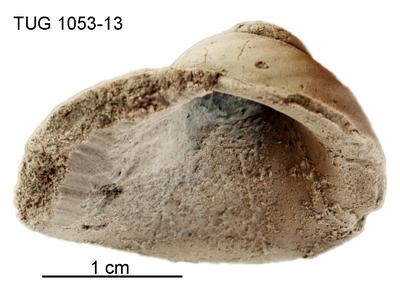 https://files.geocollections.info/large/1c/57/1c575b21-4369-4398-99a9-f8c017151895.jpg