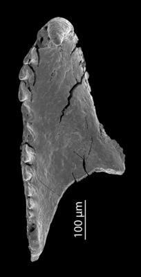 <i>Oenonites sp. 3</i><br />Blankenheimerdorf section, Eifel region,  m, Eifelian