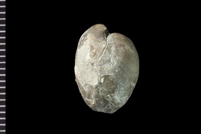 https://files.geocollections.info/large/1c/5c/1c5c8644-8c81-4388-ab8f-f4e8e3c63fa7.jpg