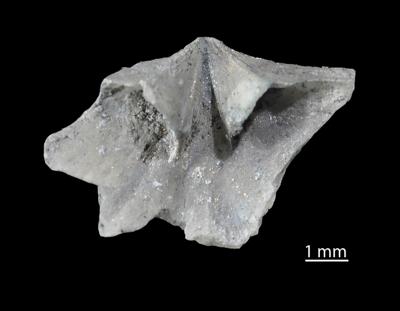 https://files.geocollections.info/large/1c/aa/1caa68b6-930c-4ee0-9696-b81a52777d9e.jpg