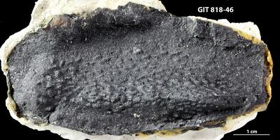 https://files.geocollections.info/large/1c/ad/1cad7c3c-30c8-46cd-91b3-f7221bbc7b47.jpg