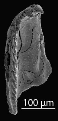 <i>Oenonites sp. 1</i><br />Blankenheimerdorf section, Eifel region,  m, Eifelian