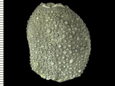 https://files.geocollections.info/large/1c/d8/1cd84b4d-d6f2-4ac4-8bdb-388bf55eb64d.jpg