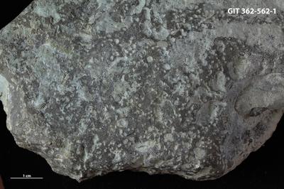 <i></i><br />Ohesaare cliff,  m, Ohesaare Stage