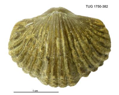 https://files.geocollections.info/large/1c/dc/1cdc48a0-e3f6-4ba5-aec5-da20982dce6c.jpg