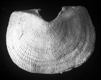 https://files.geocollections.info/large/1c/ed/1ced3ffd-fe0d-4738-bf97-f6d4ef81fb41.jpg