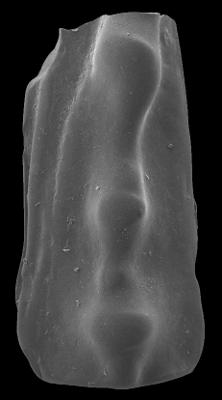 https://files.geocollections.info/large/1c/f1/1cf11f0d-c5e8-414b-8573-07159ab5c7ff.jpg
