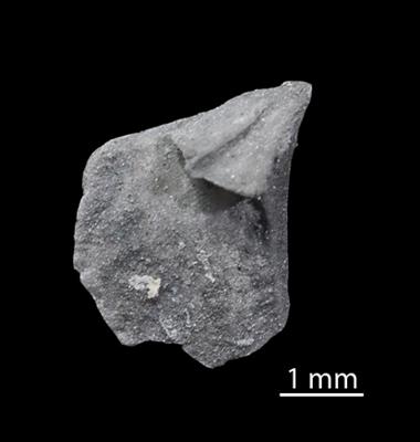 https://files.geocollections.info/large/1d/24/1d24b5fe-58d8-49ee-8714-5cf45a75645e.jpg