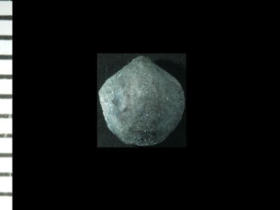 https://files.geocollections.info/large/1d/57/1d57c222-0525-4ba3-94f5-5254213b57d6.jpg