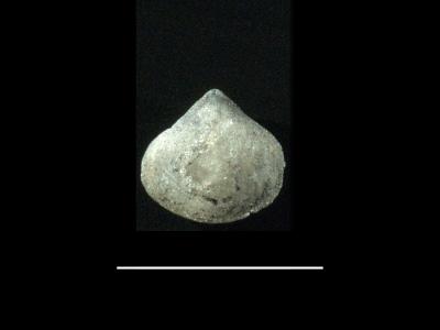 https://files.geocollections.info/large/1d/60/1d60c0c5-7188-47ac-b256-37a1d9df8621.jpg