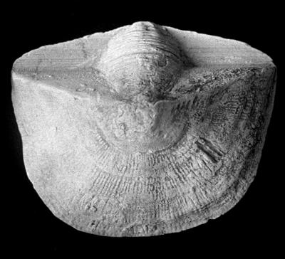 https://files.geocollections.info/large/1d/7e/1d7e7e3b-976a-4b03-9473-b2c204286653.jpg