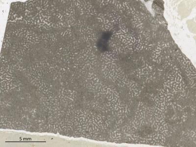 https://files.geocollections.info/large/1d/92/1d921ee3-8552-4516-a5ea-f03e38b265f9.jpg
