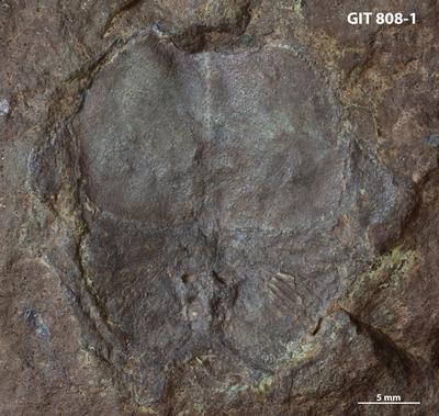 https://files.geocollections.info/large/1d/af/1daf1cc6-5a0b-4043-a9ba-8dc83b575611.jpg
