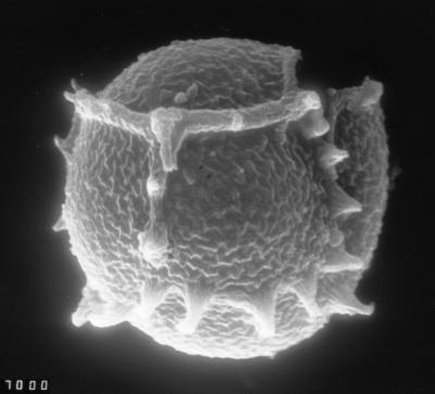 https://files.geocollections.info/large/1e/02/1e025610-10eb-4298-a6d4-7e1ff0f442ee.jpg