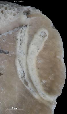 https://files.geocollections.info/large/1e/06/1e06de00-4895-4cec-a252-7c1dc52ba3c9.jpg