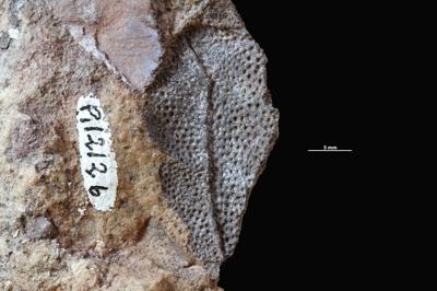 https://files.geocollections.info/large/1e/52/1e526c67-032c-4a27-8fa4-80914a681146.jpg