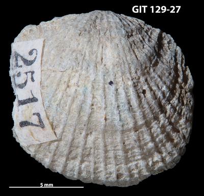 https://files.geocollections.info/large/1e/6a/1e6a8be1-6049-41d6-87cb-2c9779bdf901.jpg