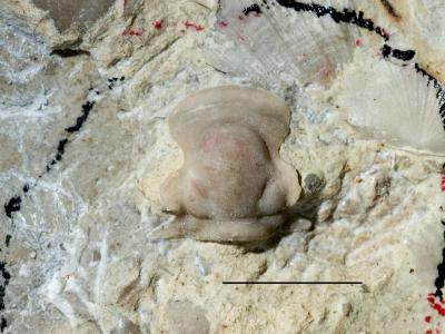 https://files.geocollections.info/large/1e/b0/1eb05db2-a7ae-481c-8f08-5e3de4115cae.jpg