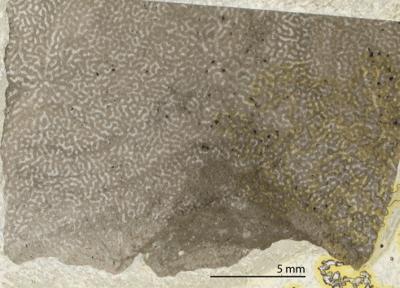 https://files.geocollections.info/large/1e/ba/1ebaa843-de74-4626-af0d-e5d11701ca57.jpg