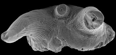 https://files.geocollections.info/large/1e/f3/1ef33e15-de26-4918-a196-d6b077171d78.jpg