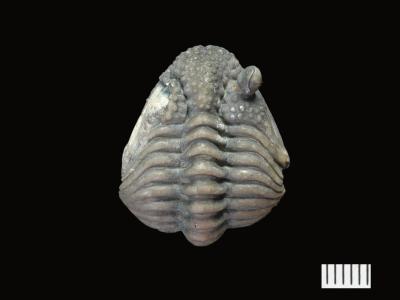 https://files.geocollections.info/large/1f/13/1f13d1e4-ccf3-4030-8e7c-477c014ad936.jpg