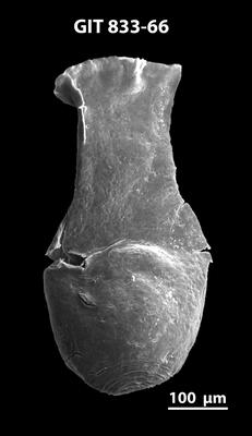 <i><i>Lagenochitina megaesthonica</i></i><br />Baldone 80 borehole,  m, Kunda Stage (833-66)