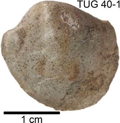 https://files.geocollections.info/large/1f/44/1f440327-267d-4f73-b0aa-d35959337e38.jpg