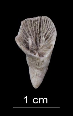 https://files.geocollections.info/large/1f/48/1f48a7e6-abae-4b8a-afde-dd7c12902441.jpg