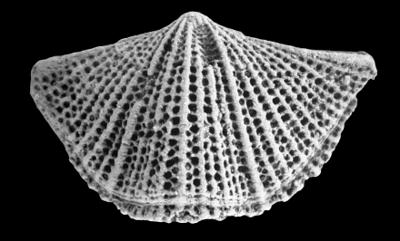 https://files.geocollections.info/large/1f/51/1f515fc3-c11d-4786-a8d4-e825b1f4e6f2.jpg