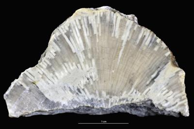 <i>Sanctum? isp.</i><br />Kõrgessaare outcrop,  m, Vormsi Stage